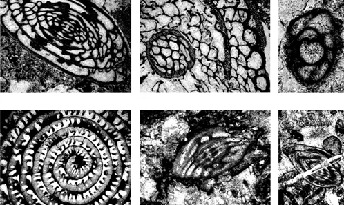 Reworking Of Fusulinids And Calcisphaerids In The Lercara Formation