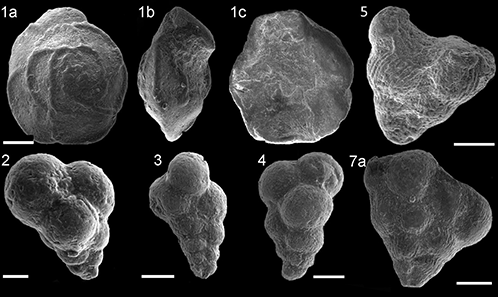 Integrated Biostratigraphy Based On Planktonic Foraminifera And