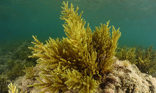 Genetic Affinities And Biogeography Of Putative Levantine Endemic Seaweed Treptacantha Rayssiae Ramon M Mulas J Neiva A Israel Comb Nov Phaeophyceae Scientific Publications Of The Museum National D Histoire Naturelle Paris