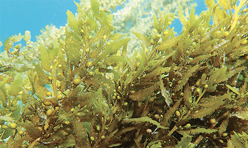 Molecular-assisted taxonomic study on the Sargassum C.Agardh (Fucales ...