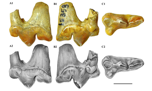 Earliest occurrence of Puma pardoides (Owen, 1846) (Carnivora, Felidae ...