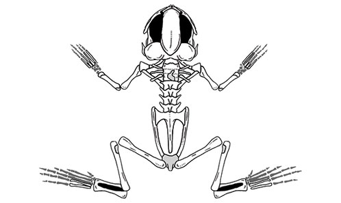 A new pipoid frog (Anura, Pipimorpha) from the Paleogene of Patagonia ...