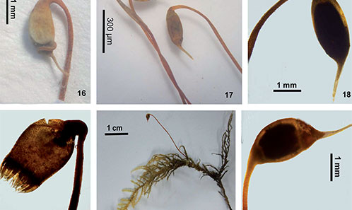 Taxonomic re-assessment of Kindbergia (Brachytheciaceae, Bryophyta) in ...