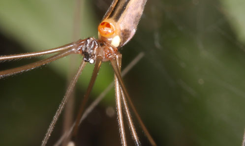 The Philippine hair wax spiders and their relatives: revision of the ...