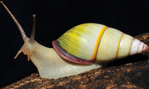 Taxonomic review of the tree snail genus Amphidromus Albers, 1850 ...