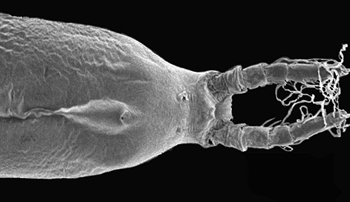 Two new species of Monstrilla (Copepoda: Monstrilloida: Monstrillidae ...