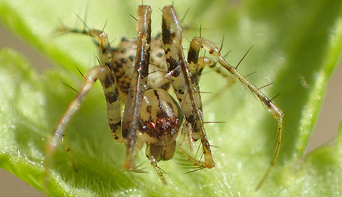 Two new sympatric species of the pirate spider genus Ero C.L. Koch ...