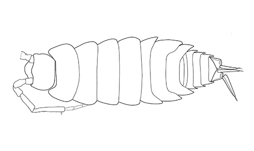 New species and new records of terrestrial isopods (Crustacea, Isopoda ...