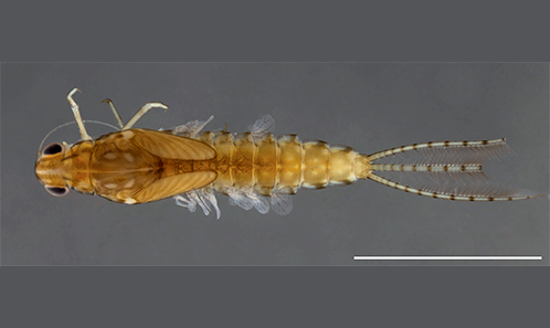 Re-description and range extension of the Afrotropical mayfly Cloeon ...