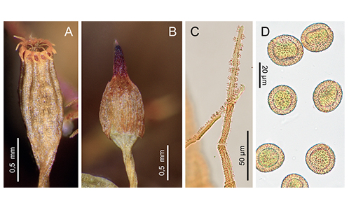 https://sciencepress.mnhn.fr/fr/periodiques/european-journal-taxonomy/726/83