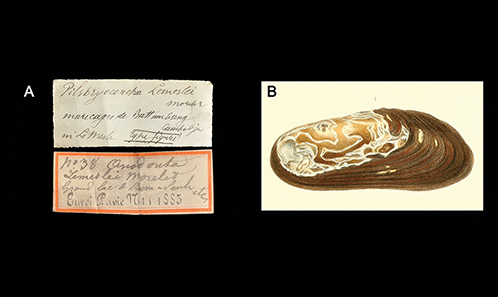 Molecular Phylogeny Reveals A New Genus Of Freshwater Mussels From The ...