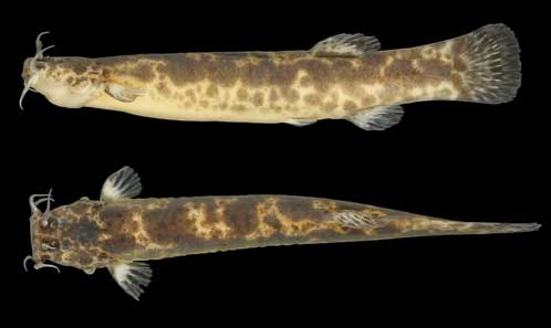 Two new remarkable and endangered catfish species of the genus Cambeva ...