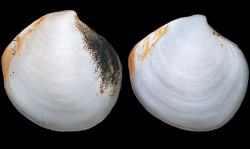 Mollusca Bivalvia