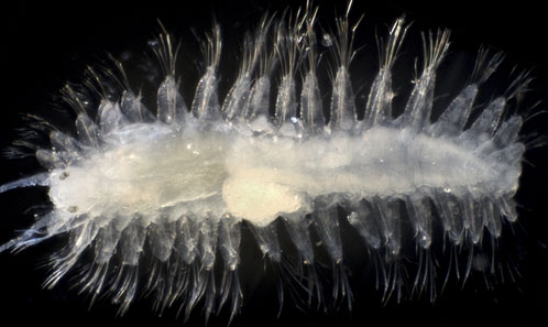 New record and new species of Laubierpholoe Pettibone, 1992 (Annelida ...