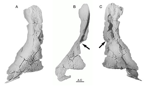 First East Gondwanan record of Strepsodus (Sarcopterygii, Rhizodontida ...