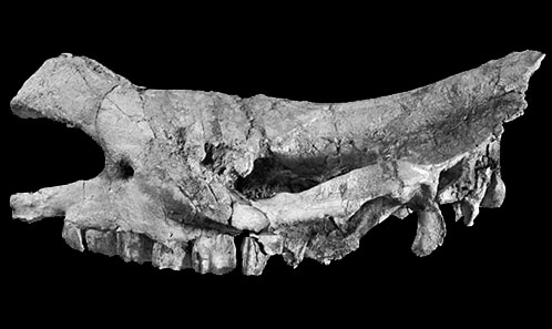 Rhinocerotidae (Mammalia, Perissodactyla) from the late Miocene of ...