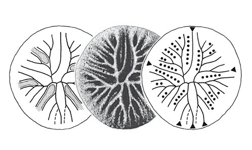 Révision de Hadrophyllum orbignyi Milne-Edwards & Haime, 1850 ...