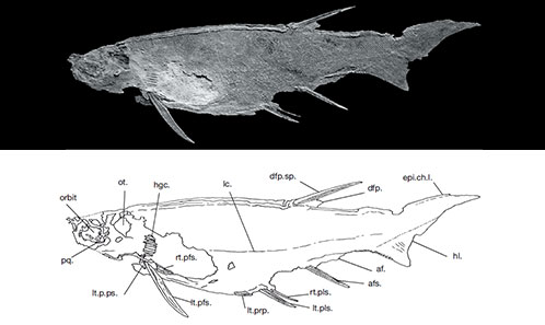 Promesacanthus eppleri n. gen., n. sp., a mesacanthid (Acanthodii ...