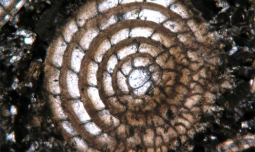 Oligocene larger benthic foraminifera and of the Burdur Basin, SW Anatolia, Turkey - Scientific Publications of the Muséum national d'Histoire naturelle, Paris