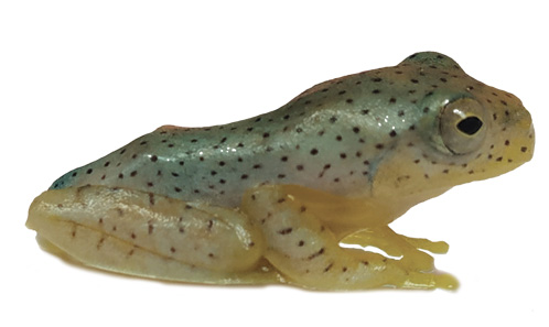 Ontogenetic systematic characterisation of an endemic frog Rhacophorus  malabaricus Jerdon, 1870 (Anura: Rhacophoridae) from Western Ghats, Kerala,  India - Scientific Publications of the Muséum national d'Histoire  naturelle, Paris
