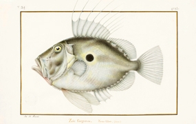 The Redouté brothers Master of scientific illustration in Paris