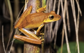 Atlas des Amphibiens de Guyane