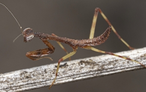 Les Mantodea de Guyane Insecta, Polyneoptera