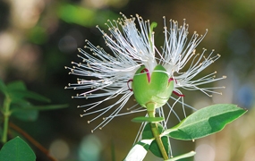 Lythraceae - Podostemaceae. Flora of Cambodia, Laos and Vietnam