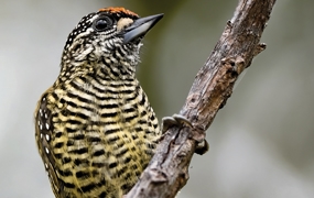 Oiseaux de Guyane: Manuel d'identification