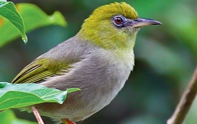 Oiseaux de Nouvelle-Calédonie Grande Terre, Îles Loyautés et archipels éloignés