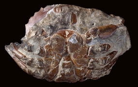 Fossil Decapod Crustacea in the historical collections