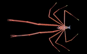 Tropical Deep-Sea Benthos volume 34 Deep-Sea Chirostylids and Stylasterids from South-West Indian Ocean