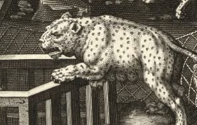 Animal trafficking and wildlife markets