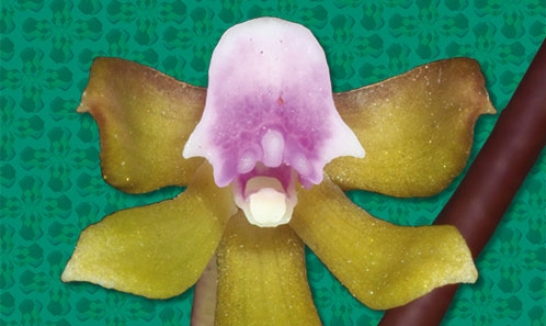 <i>Dendrobium petrophilum </i>(Kraenzl.) Garay ex N.Hallé, le bien nommé et son écologie inhabituelle de chasmophyte.