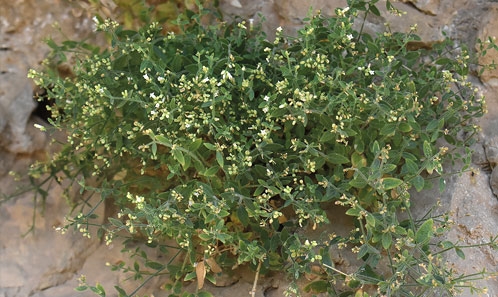 <i>Asperula fidanii</i> sp. nov. (Rubiaceae, <i>Asperula</i> L. sect. <i>Oppositifoliae</i> Schischk. ex Schönb.-Tem.) : une espèce nouvelle du sud-est de l’Anatolie, Turquie