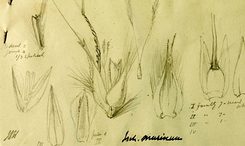 Lectotypification de <i>Ischaemum thomsonianum</i> Stapf ex C.E.C.Fisch. (Poaceae: Panicoideae: Andropogoneae)