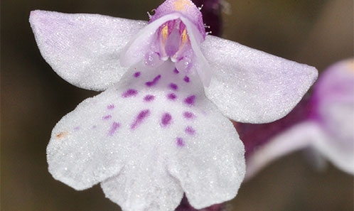 Révision taxonomique de douze espèces du genre <i>Cynorkis</i> Thouars (Orchidaceae, Habenariinae) de La Réunion, basée sur une approche morphologique et écologique