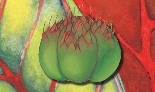 Révision monographique d’<i>Acalypha</i> L. (Euphorbiaceae) de la région de l’Ouest de l’Océan Indien, avec la description d’une espèce nouvelle endémique de Mayotte