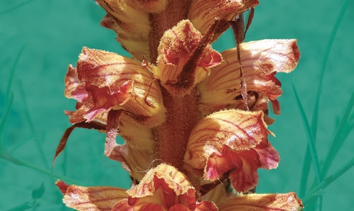 Nouveaux signalements du genre <i>Orobanche</i> L. (Orobanchaceae) dans la flore tunisienne avec lectotypification du nom <i>O. rapum-genistae</i> Thuill.