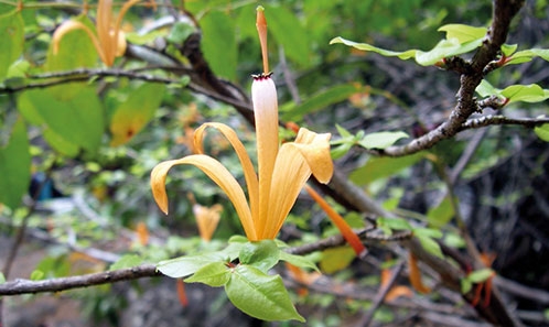 Description de dix espèces nouvelles de <i>Turraea</i> L. (Meliaceae, <i>Turraeeae</i>) de Madagascar avec des notes concernant les espèces décrites par Buchenau