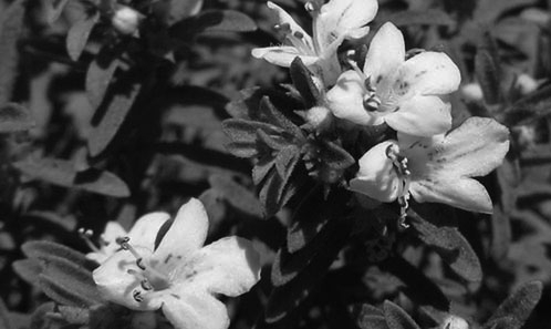 Rétablissement de <i>Satureja edmondii</i> Briq., nom prioritaire sur <i>S. longiflora</i> Boiss. & Hausskn. (Lamiaceae, Nepetoideae, Mentheae)