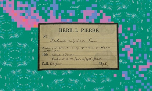 La transcription de haute qualité d’étiquettes d’herbiers par des scientifiques citoyens améliore la représentation taxonomique et spatiale d’une famille de plantes tropicales, les Annonaceae