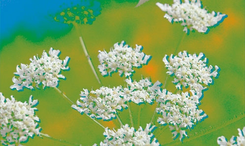 <i>Heracleum kurdicum</i> sp. nov. (Apiaceae), une espèce nouvelle de la province de Hakkari, Turquie