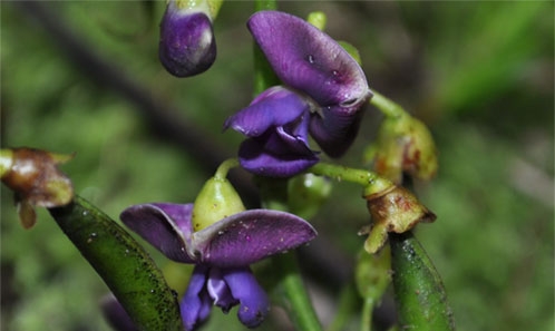 Novitates neocaledonicae XVI : <i>Oxyrhynchus margueriteae</i> sp. nov. (Fabaceae), une espèce nouvelle endémique de Nouvelle-Calédonie, et le premier enregistrrement du genre sur le territoire