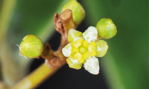 Novitates neocaledonicae XV : Deux espèces nouvelles d’<i>Endiandra</i> R.Br. (Lauraceae) de Nouvelle-Calédonie.