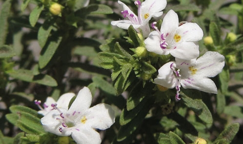 Réévaluation morphologique du statut taxonomique de <i>Satureja</i> L. (Lamiaceae, Nepetoideae, Mentheae) de la flore d’Iran