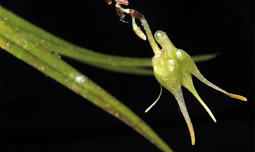 Contribution à l’étude des Orchidaceae de Madagascar. XL. Deux nouvelles espèces du genre <i>Aeranthes</i> Lindl.