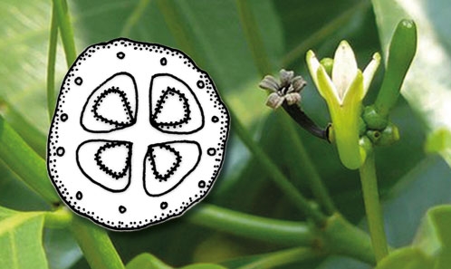 Taxonomie et typification de <i>Morinda lucida</i> Benth. (Rubiaceae)