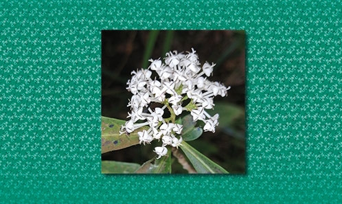 <i>Ixora gadgiliana</i> sp. nov. (Rubiaceae: Ixorideae), une espèce nouvelle des Ghats occidentaux méridionaux, Inde.