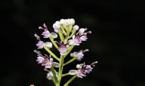 <i>Cynorkis hasinai</i> Hervouet & Ranaivo, sp. nov. (Orchidaceae, Orchidioideae, Habenariinae), une nouvelle espèce de Madagascar